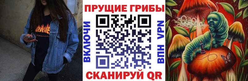 Галлюциногенные грибы Psilocybe  Нурлат 